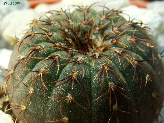 Frailea _castanea_ 03